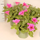 Petunia Neon Pink GM P12