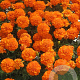 Tagetes patula 'Nana Bonanza Orange' sixpack gm P9