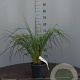 Calamagrostis brachytricha GM 2,0L