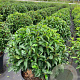 Prunus l. 'Angustifolia' 50 cm container bol