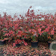 Amelanchier lamarckii 150-175 cm cont. 70L