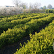 Buxus micr. 'Faulkner' 50-60 cm 20L bol