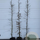 Carpinus betulus 200-225 cm 12L
