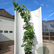 Cercis siliquastrum 175-200 cm 20L