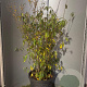 Chimonanthus praecox 100-125 cm 20L