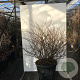 Chaenomeles spec. 'Orange Storm' 80-100 cm 35L