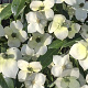 Cornus elliptica Empress of China 100-125 cm 35L