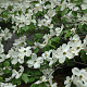 Cornus fl. 'Cherokee Princess' 175-200 cm cont. 80L