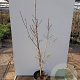 Cornus rutgersensis 'Pevé Sammy' 125-150 cm 20L BEVEERD