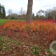 Cornus sang. 'Magic Flame' 175-200 cm 20L