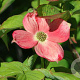 Cornus 'Soleil Rouge' 250-300 cm cont. 110L