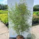 Frangula alnus 'Aspleniifolia' 175-200 cm cont. 80L