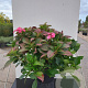 Hydrangea macrophylla 'Blackberry Pie'® 60-80 cm 20L breed
