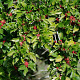 Ilex paraguariensis 100-125 cm 20L