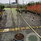 Magnolia soulangeana 100-125 cm 20L