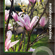 Magnolia soulangeana 100-125 cm 20L