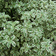 Pittosporum ten. 'Silver Queen' 60-80 cm 20L breed