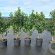 Prunus l. 'Angustifolia' 125-150 cm 20L