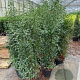 Prunus l. 'Angustifolia' 150-175 cm 20L