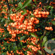 Pyracantha Saphyr Orange 150-175 cm 20L 3 stok