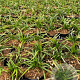 Carex morrowii 'Irish Green' GM P9