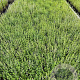 Calamintha nepeta GM P9