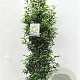 Prunus l. 'Angustifolia' 125-150 cm 15L