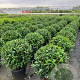 Prunus l. 'Angustifolia' 60 cm container bol