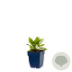 Omphalodes verna GM  P11