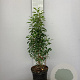 Prunus l. 'Angustifolia' 80-100 cm 7,5L