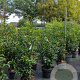 Prunus l. 'Angustifolia' 80-100 cm 7,5L