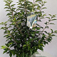 Prunus l. 'Angustifolia' 80-100 cm 7,5L
