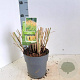 Miscanthus sin. 'Yaku Jima' 90-100 cm 6,5L