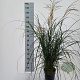 Miscanthus sin. 'Yaku Jima' 90-100 cm 6,5L