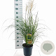 Miscanthus sin. 'Yaku Jima' 90-100 cm 6,5L
