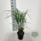 Miscanthus sin. 'Yaku Jima' 90-100 cm 6,5L