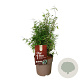 Fargesia 'Red Dragon' 40-60 cm 6,5L