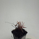Heuchera m. 'Palace Purple' GM P9