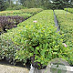 Spiraea jap. 'Little Princess' 20-25 cm C1.5
