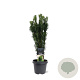 Cephalotaxus h. 'Fastigiata' 40-50 cm 5,0L