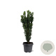 Cephalotaxus h. 'Fastigiata' 40-50 cm 5,0L