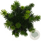 Cephalotaxus h. 'Fastigiata' 40-50 cm 5,0L
