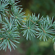Cedrus l. 'Glauca' 80-100 cm 7,5L