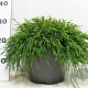 Chamaecyparis p. 'Sungold' 30-40 cm 5,0L