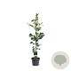 Ginkgo biloba 80-100 cm 5,0L