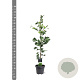 Ginkgo biloba 80-100 cm 5,0L