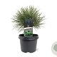 Pinus nigra 'Nana' 20-25 cm 3,0L