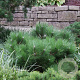 Pinus nigra 'Nana' 20-25 cm 3,0L
