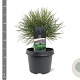 Pinus nigra 'Nana' 20-25 cm 3,0L