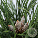 Pinus nigra 'Nana' 20-25 cm 3,0L
